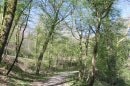 Forêt du Salbert, GR5